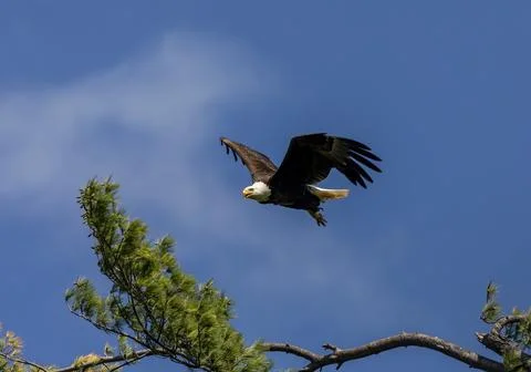 The Bald Eagle Fotos de archivo