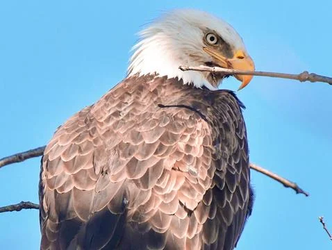 Bald Eagle Stock Photos