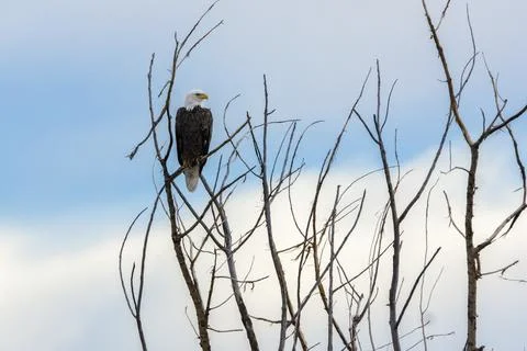 Bald Eagle Stock Photos