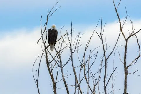 Bald Eagle Stock Photos
