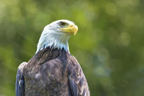 Bald Eagle Stock Photos