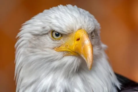 Bald eagle Stock Photos