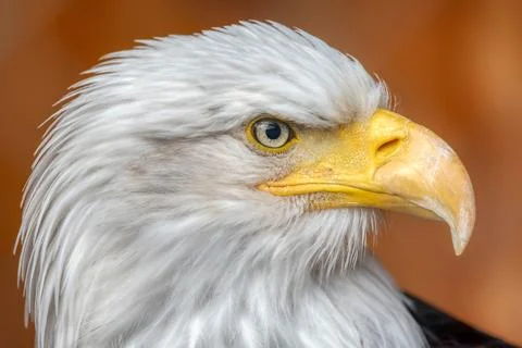 Bald eagle Stock Photos