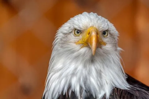 Bald eagle Stock Photos