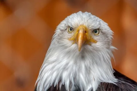 Bald eagle Stock Photos