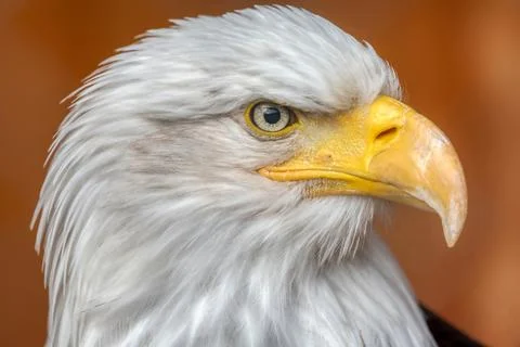 Bald eagle Stock Photos