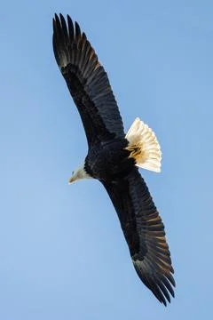 Bald eagle Stock Photos