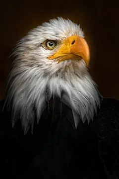 Bald eagle Stock Photos