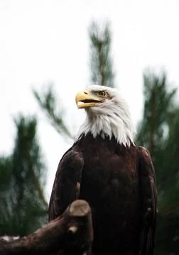 Bald Eagle 스톡 사진