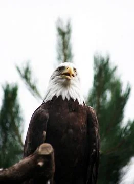 Bald Eagle 스톡 사진