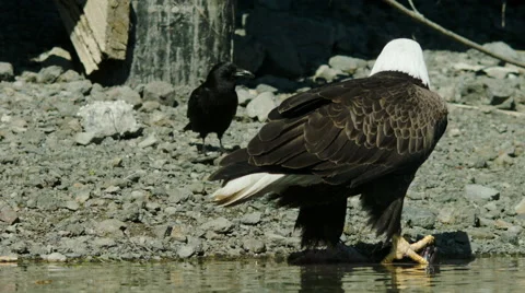 Bald Eagle Picking up Fish and Eating it with a Common Raven Vídeos de archivo 64555229
