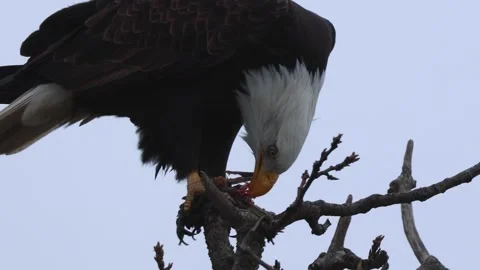 Bald Eagle picks its food Stock Footage 301371447