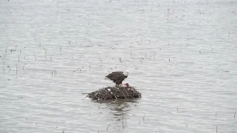 Bald Eagle plucking feathers and eating a bird on muskrat house Видео 182045738