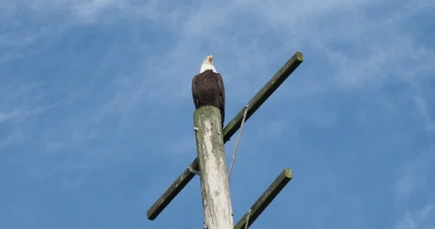 Bald eagle on the pole Stock Footage 124755334
