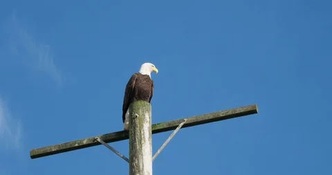 Bald eagle on the pole Stock Footage 124755431