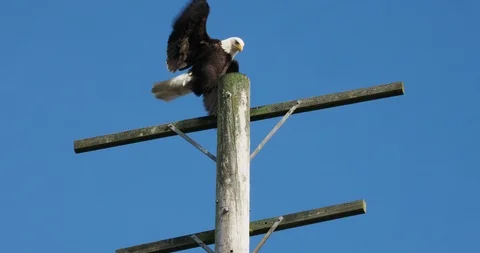 Bald eagle on the pole Stock Footage 124755494