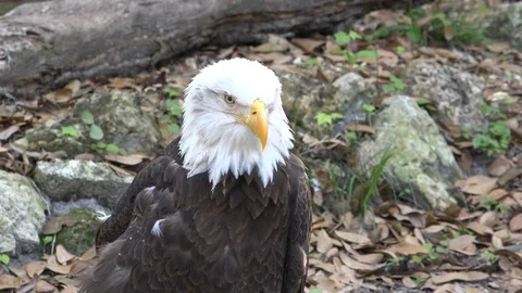 Bald eagle portrait. 4K Stock Footage 104579012