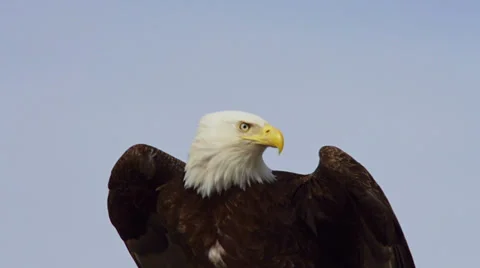 Bald Eagle Portrait Flying Away Stock Footage 36624121