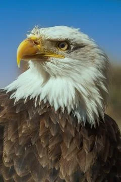 Bald eagle - portrait has a blue background. Stock Photos
