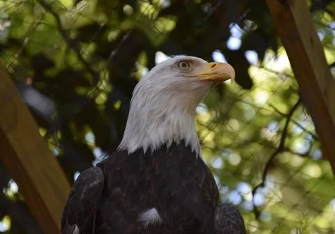 Bald eagle portrait looking to the side in green foliage Stock Photos