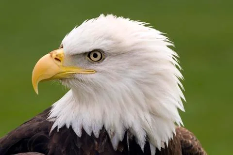 Bald eagle portrait Stock Photos