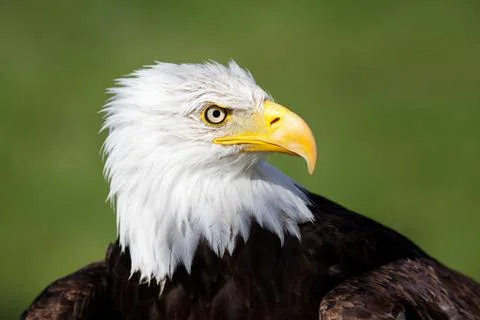 Bald eagle portrait Stock Photos
