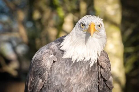 Bald eagle portrait Stock Photos