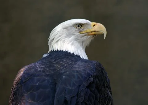 Bald Eagle Portrait Stock Photos