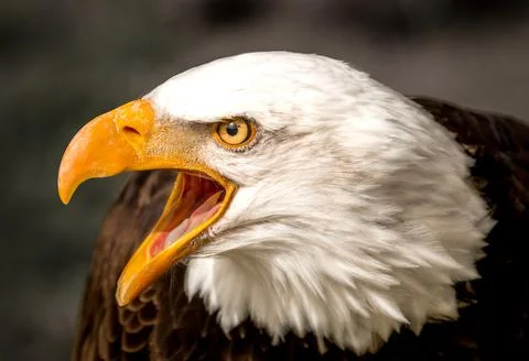 Bald Eagle Portrait Stock Photos