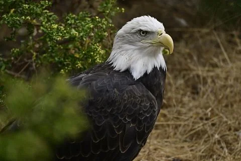 Bald Eagle Portrait Stock Photos