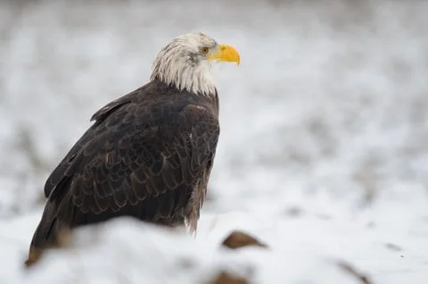 Bald eagle portrait in winter with snow around 스톡 사진