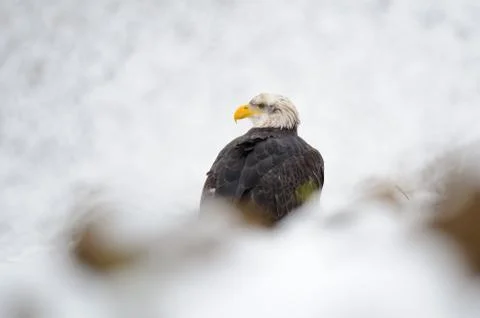 Bald eagle portrait in winter with snow around 스톡 사진