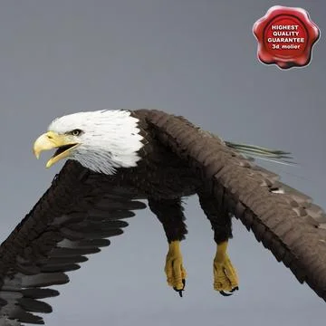 Bald Eagle Head - Buy Royalty Free 3D model by Hong Nguyen