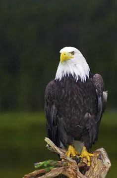 A bald eagle poses proudly on a tree trunk in front of a green forest Stock Photos