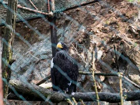 A bald eagle posing on a twig of an Aquila Stock Photos