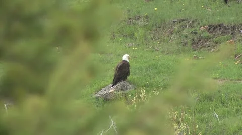 Bald Eagle preening Stock Footage 12766432