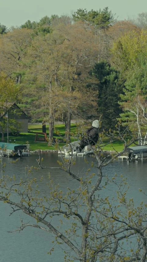 Bald Eagle Preening Perched Tree Orbit Shot Spring Lake Wisconsin USA Aerial Vídeo Stock 337227402