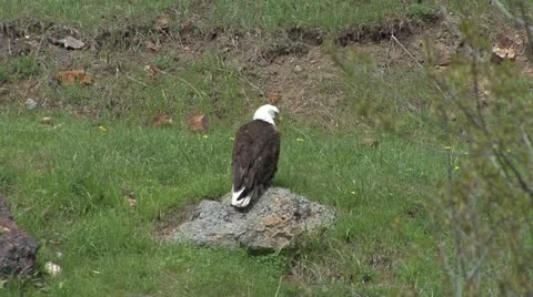 Bald Eagle preening on rock Stock Footage 12766440