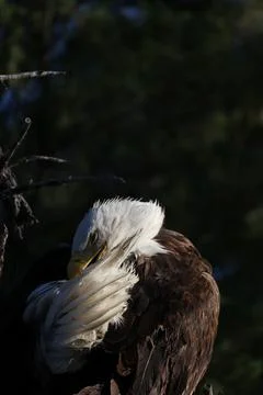 Bald Eagle Preening Tail Feathers Stock Photos