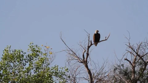 Bald Eagle preens and moves around on a branch Stock Footage 108643046