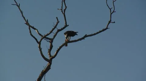 Bald eagle prey on tree branch Video stock 61085346
