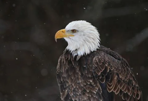 Bald Eagle Profile Stock Photos