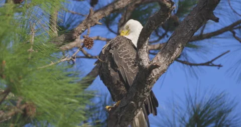 Bald eagle pruning chest feathers in florida pine tree with nice light Stock Footage 238753399