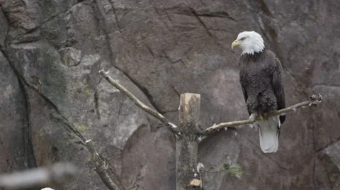 Bald eagle purched on a dead tree shaking its head Video stock 60952780