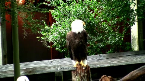 Bald eagle in the rain Stock Footage 493625