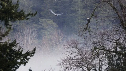 Bald Eagle In A Rain Forest With Fog 스톡 동영상 121205114