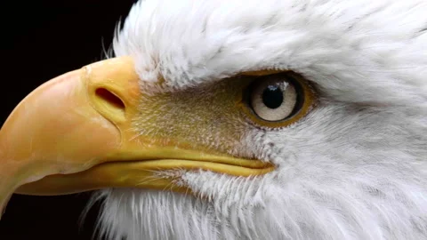 Bald Eagle Raptor Beak Extreme Close Up White Head Nature Wildlife Bird Portrait Stock Footage 156770670