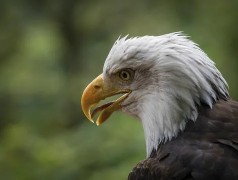 Bald eagle raptor bird animal fauna bird watching closeup ornithology Stock Photos