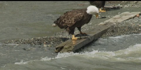 Bald eagle, raptor,  feeding at creek mouth with sucker, fish, 2k Stock-Footage 154521392