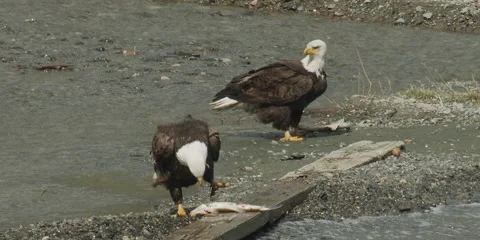 Raptor Fish Stock Video Footage Royalty Free Raptor Fish Videos Pond5 Raptor Fish Stock Video Footage Royalty Free Raptor Fish Videos Pond5